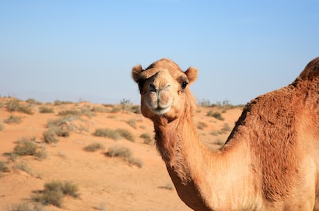 哭泣的骆驼：困境之外的生命之路