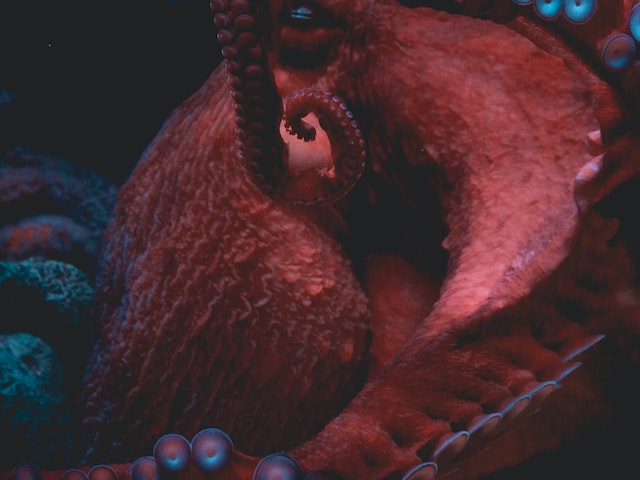 章鱼有几颗心脏？真相揭晓！