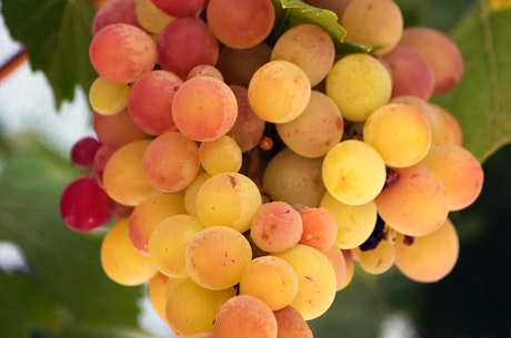 了解葡萄干：营养丰富的果蔬干品种