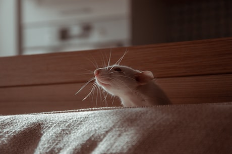 世界奇谭：鼠首能预测地震？