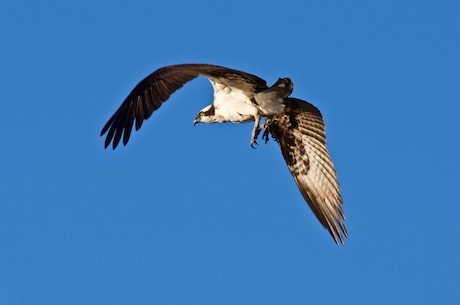 哈斯特鹰：北半球最强的猎鸟