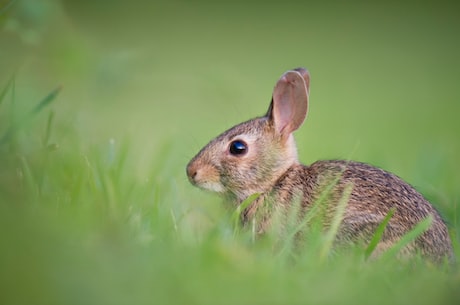 饲养宠物兔子，了解这几个品种才能省心