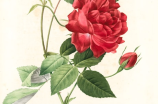 8朵玫瑰(浪漫礼物，送TA 8朵玫瑰表达你的爱意)