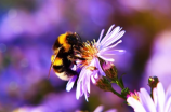 蜜蜂视频：探索自然的奇妙世界