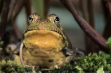 绿皮青蛙：寻找中国最大青蛙