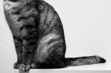 盘点麝香猫，最受欢迎的家养小猫之一