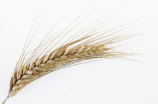 盼盼集团：小麦经历“洗礼”品质升华