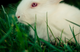 宠物兔子品种，十个你不知道的事实